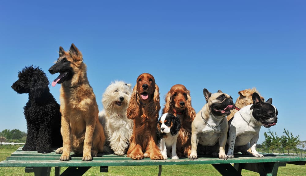 Useita eri rotuisia koiria istuu rivissä pöydän päällä